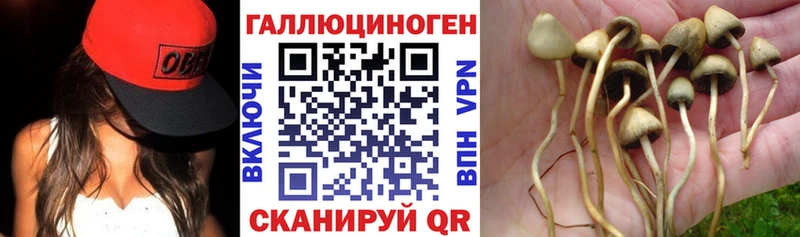 Купить где  Моршанск  Псилоцибиновые грибы Psilocybe 